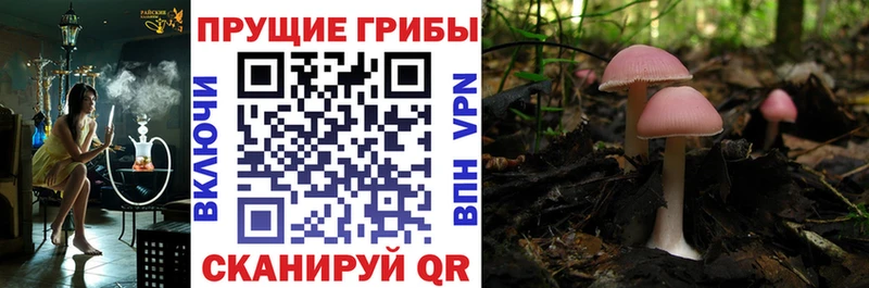 Галлюциногенные грибы MAGIC MUSHROOMS  МЕГА рабочий сайт  Белокуриха 